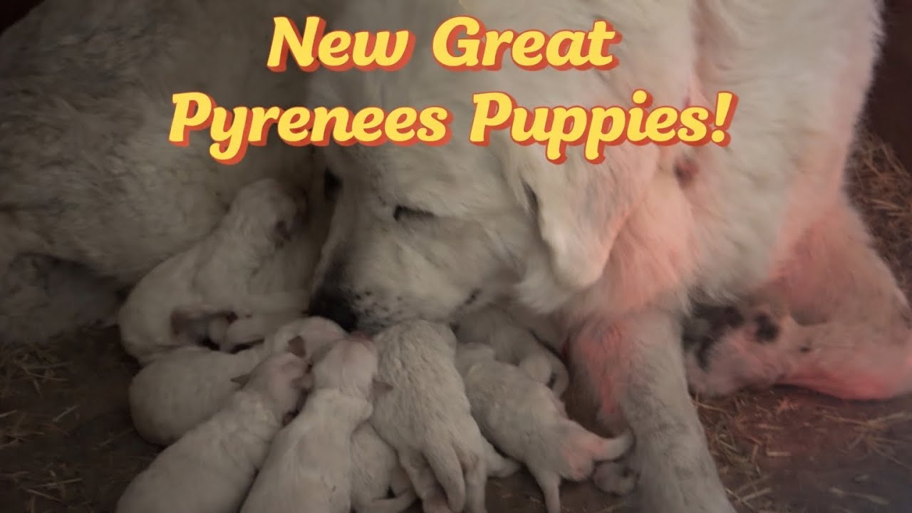 Beretta the Great Pyrenees Welcomes a Litter of Puppies! 🐶🐾