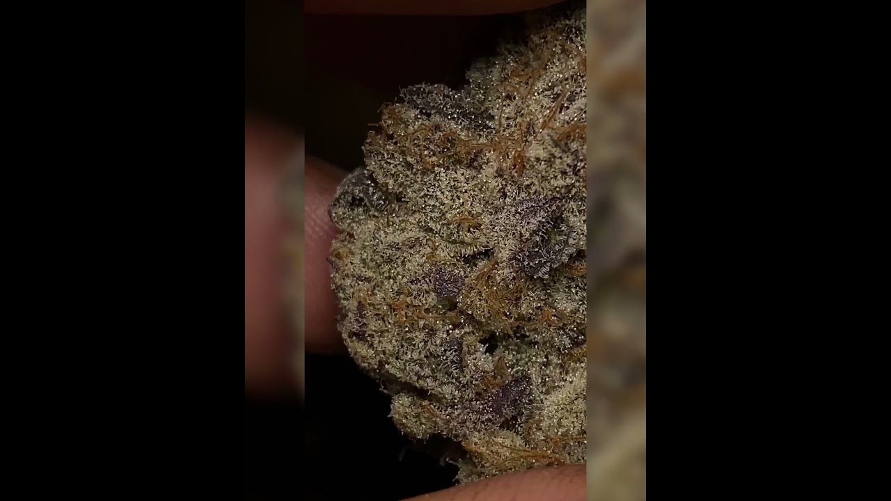 Monkey Berries - Exotic genetix