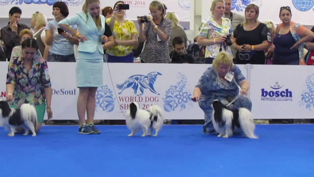 Японский хин на WDS 2016. Japanese Chin World Dog Show 2016.