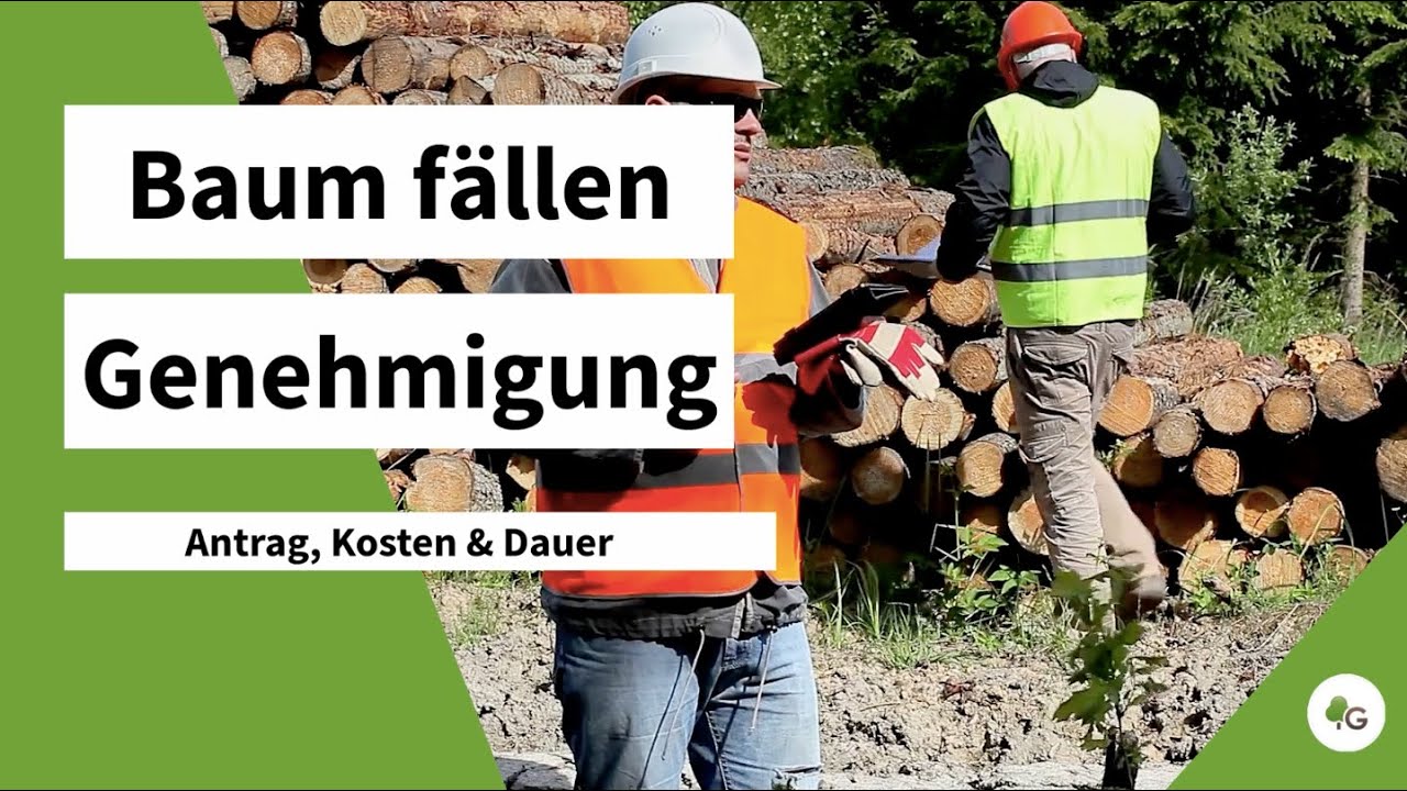 Baum f&auml;llen Genehmigung | Regeln, Antrag & Kosten im &Uuml;berblick