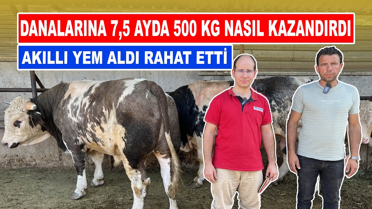 Danalarına 7,5 Ayda 500 Kg Nasıl Kazandırdı | Akıllı Yem Aldı Rahat Etti