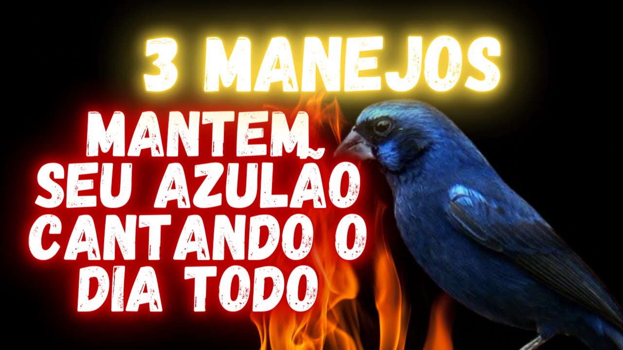 3 dicas para fazer azul&atilde;o cantar o dia inteiro - testado