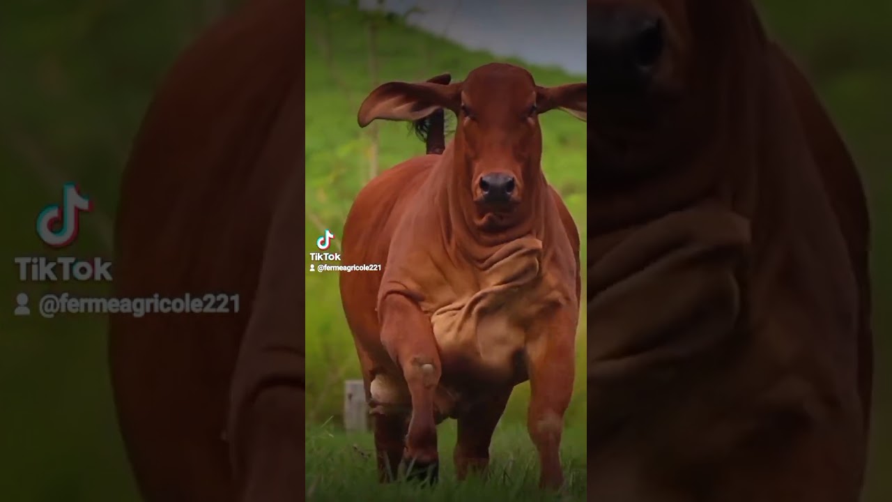 Ferme Agricole Int&eacute;gr&eacute;e du S&eacute;n&eacute;gal, &eacute;levage vaches laiti&egrave;res, production animale, transformation
