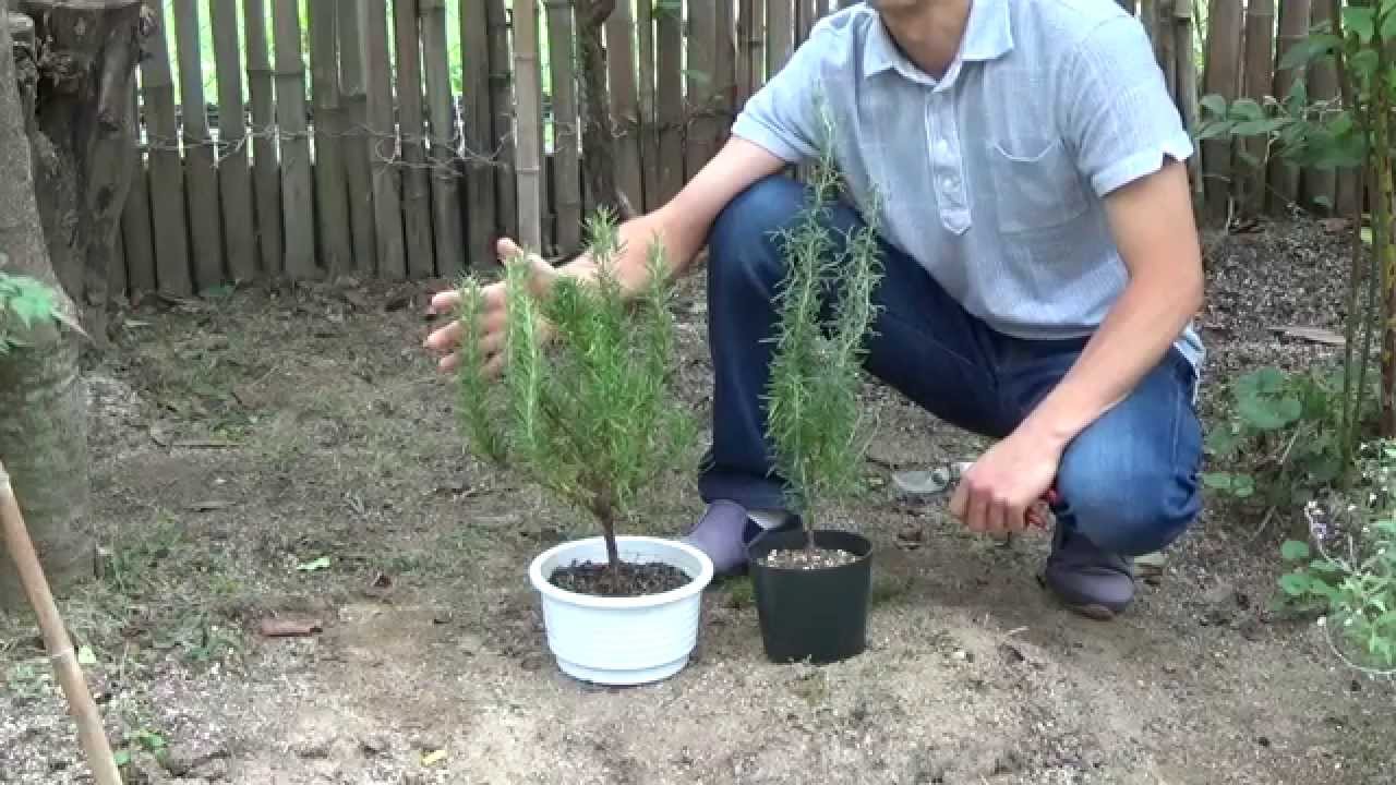 ローズマリーのスタンダード仕立て～デンのハーブガーデンより～自然のハーバルライフ-HERB-