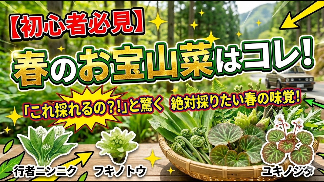 【初心者必見です。その他は見ないでください】春のお宝山菜はコレです！
