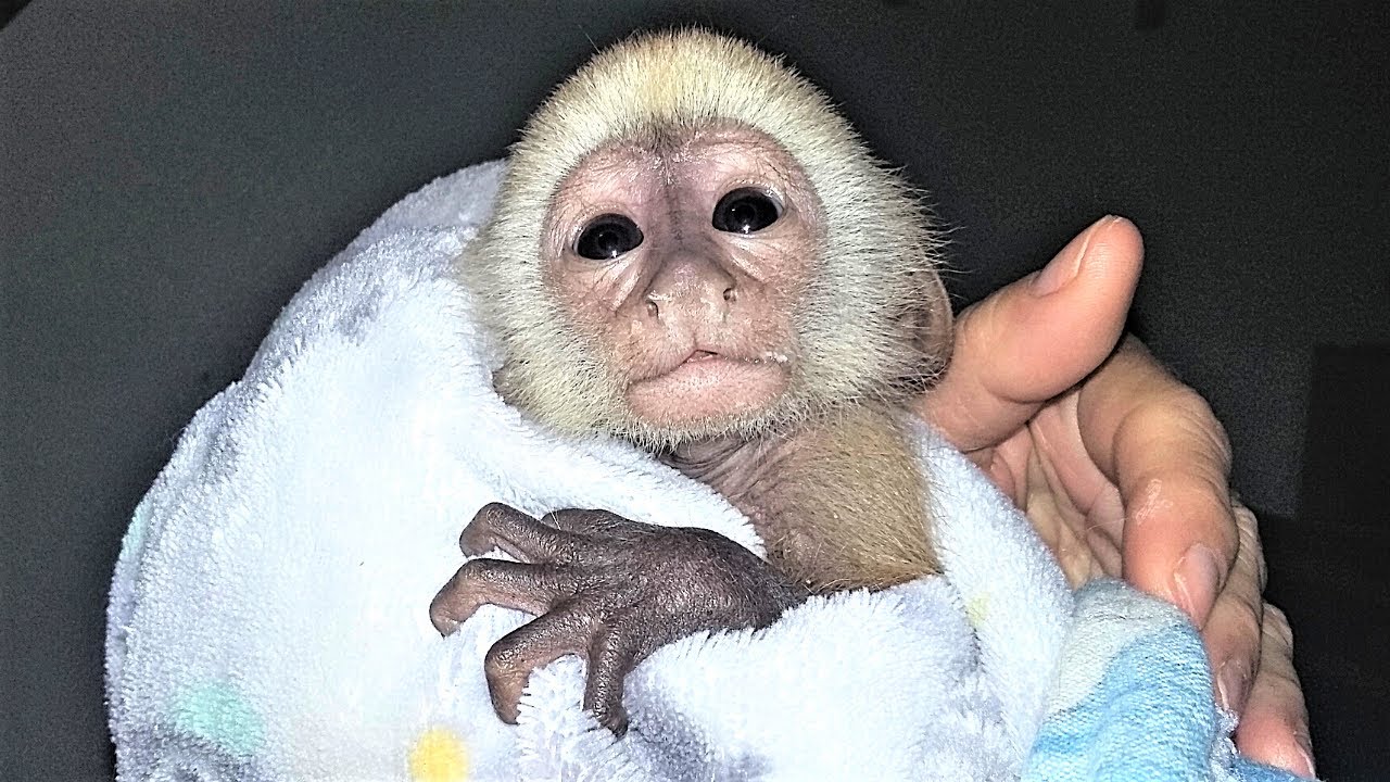 How Old is Baby Ava Bree???  | Capuchin Monkey | Baby Monkey