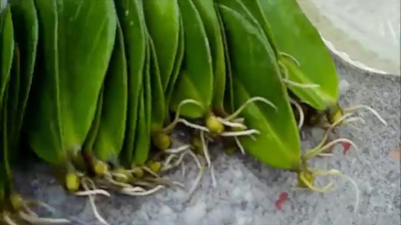 ZZ Plant / Zanzibar Gem Propagation by Stem Cutting and Leaves