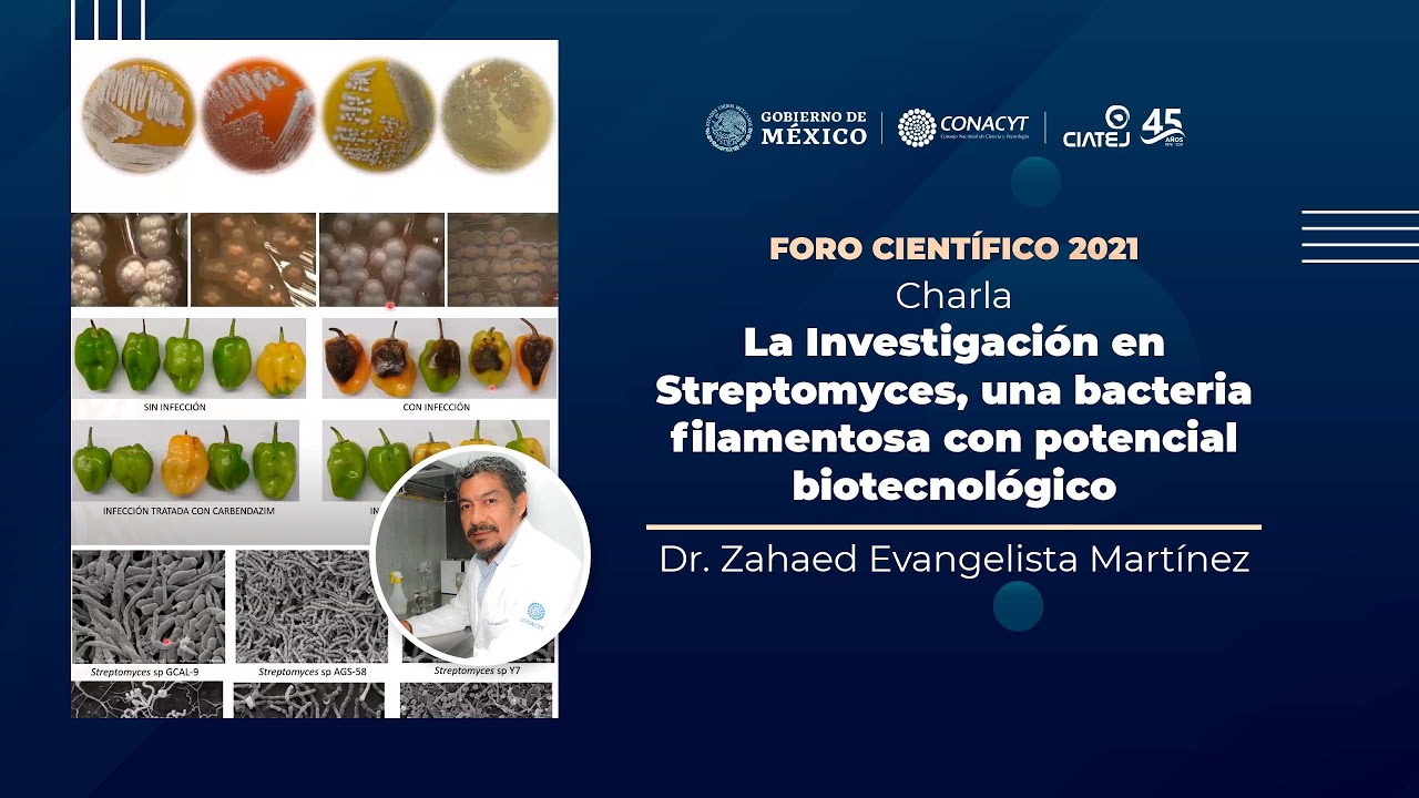 La Investigación en Streptomyces, una bacteria filamentosa con potencial biotecnológico