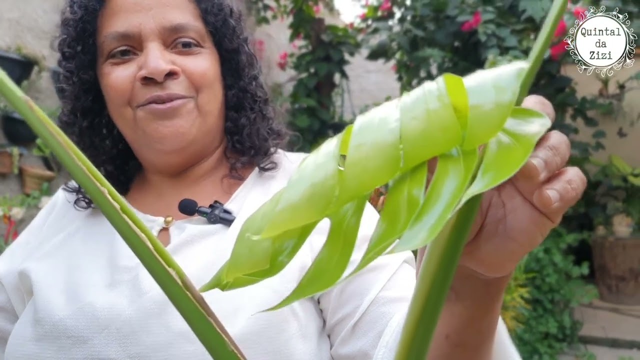 Ufa!!! Quase matei minha Costela-de-adão | Dicas e curiosidades sobre a monstera deliciosa