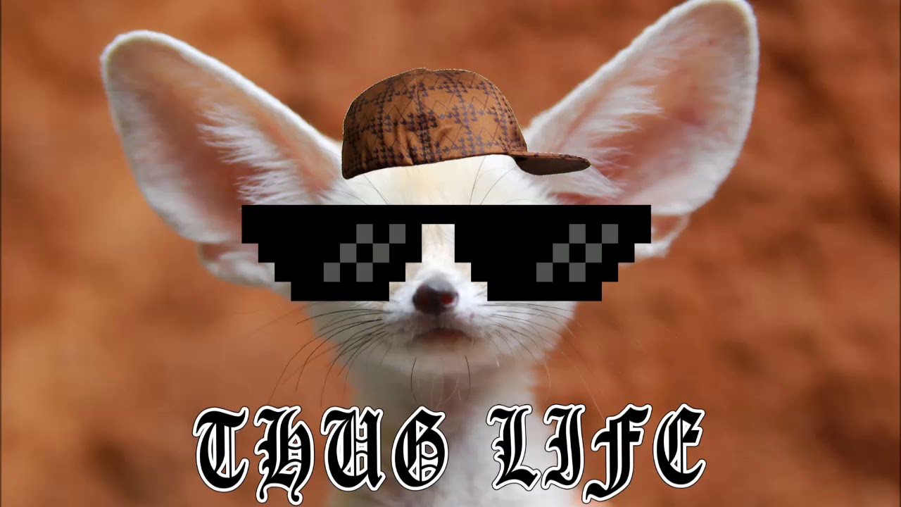 Harry Potar - Fennec (Magic Sauce s02e02)