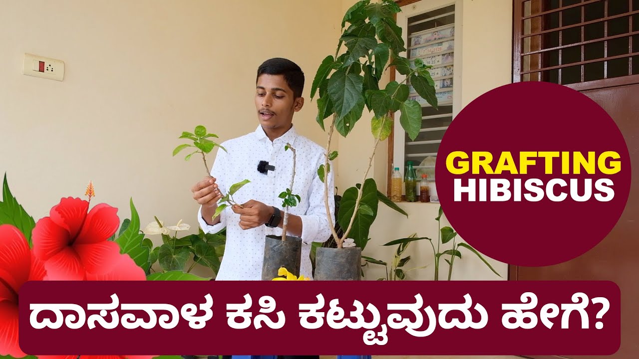 How to Graft Hibiscus | Grafting Methods | ದಾಸವಾಳ ಕಸಿ ಕಟ್ಟುವುದು ಹೇಗೆ?