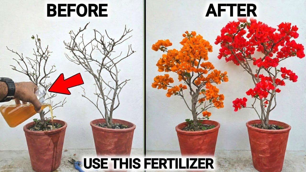 Use this Bougainvillea Flowering tips | Get Maximum Flowering on Bougainvillea 