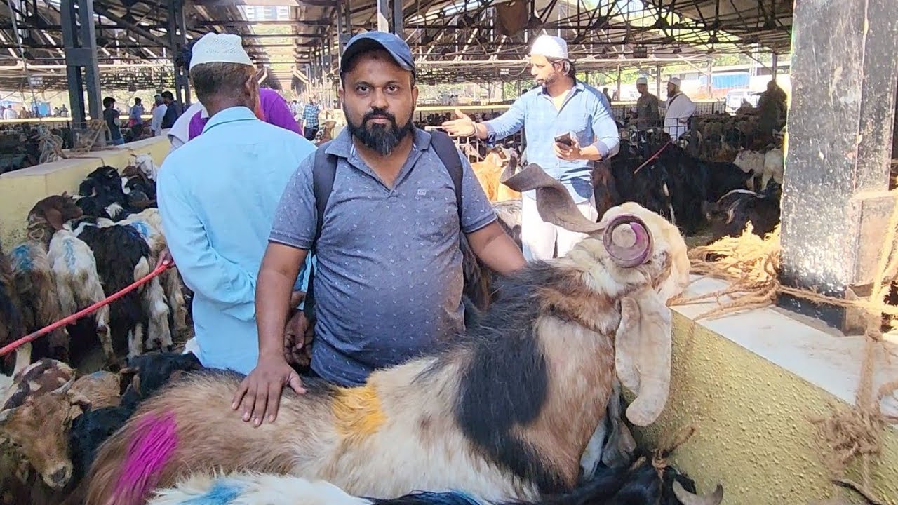 Deonar Bakra Mandi Update Tuesday Market | Biggest Goat Market.