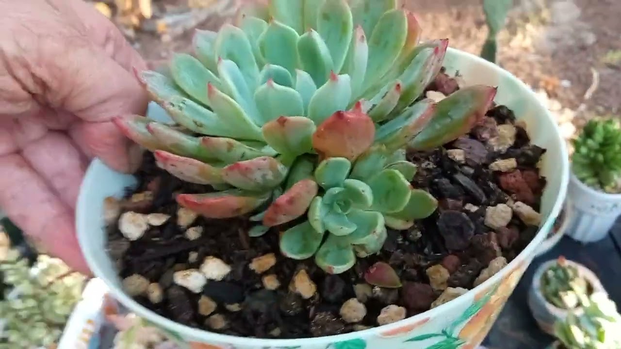 Tour por mi Colección de Suculentas (parte 3)🤗🤗🤗