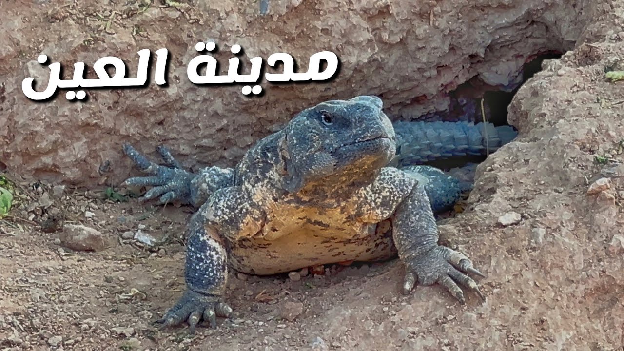 ( 242 ) زيارة لحديقة الحيوان والمبزرة بالعين - أبوظبي 12/2024 الجزء 1