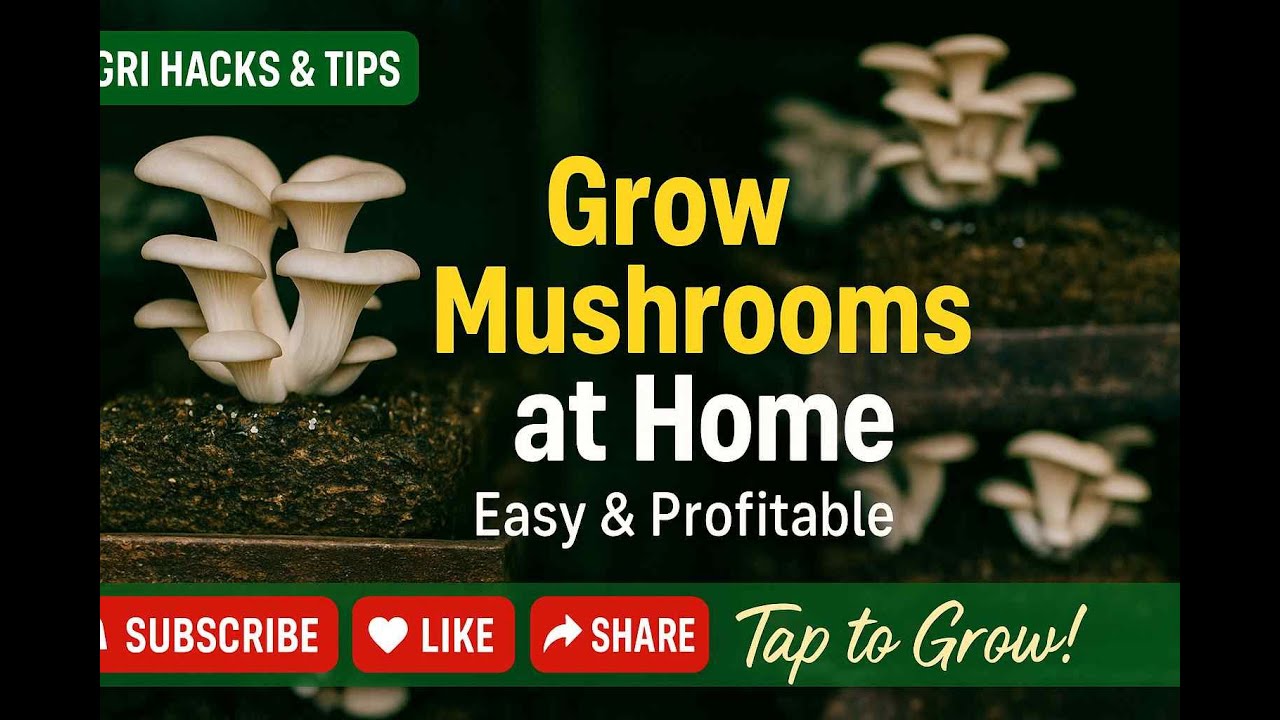 Agriculture Hacks: Master Fungiculture for Profit!