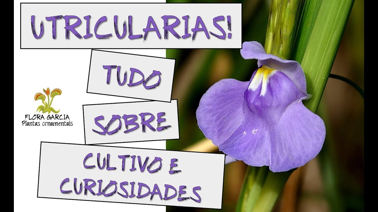 UTRICULARIAS! COMO CULTIVAR TODOS OS TIPOS (aquática, epífita e terrestre) + CURIOSIDADES INCRÍVEIS