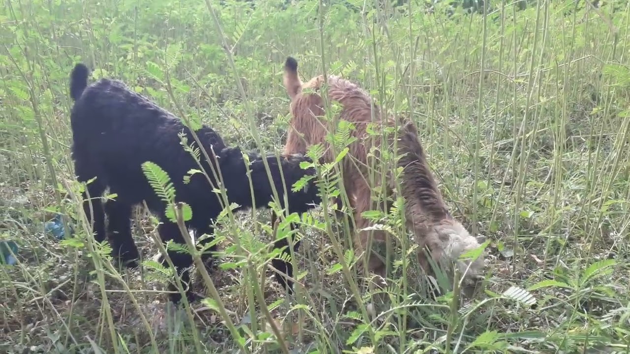 2 DDP Goat kids Female Available For Sale| Dera Din Panah Goat|03057007076