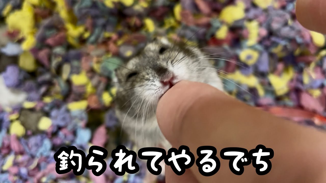 噛まれてもハムスターはかわいい【ジャンガリアン】