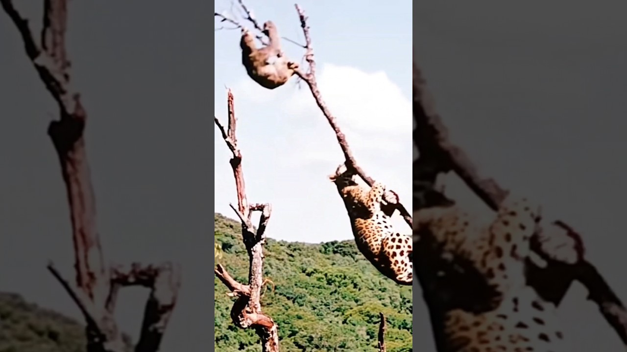 JAGUAR Cazando a un OSO PEREZOSO 🦥