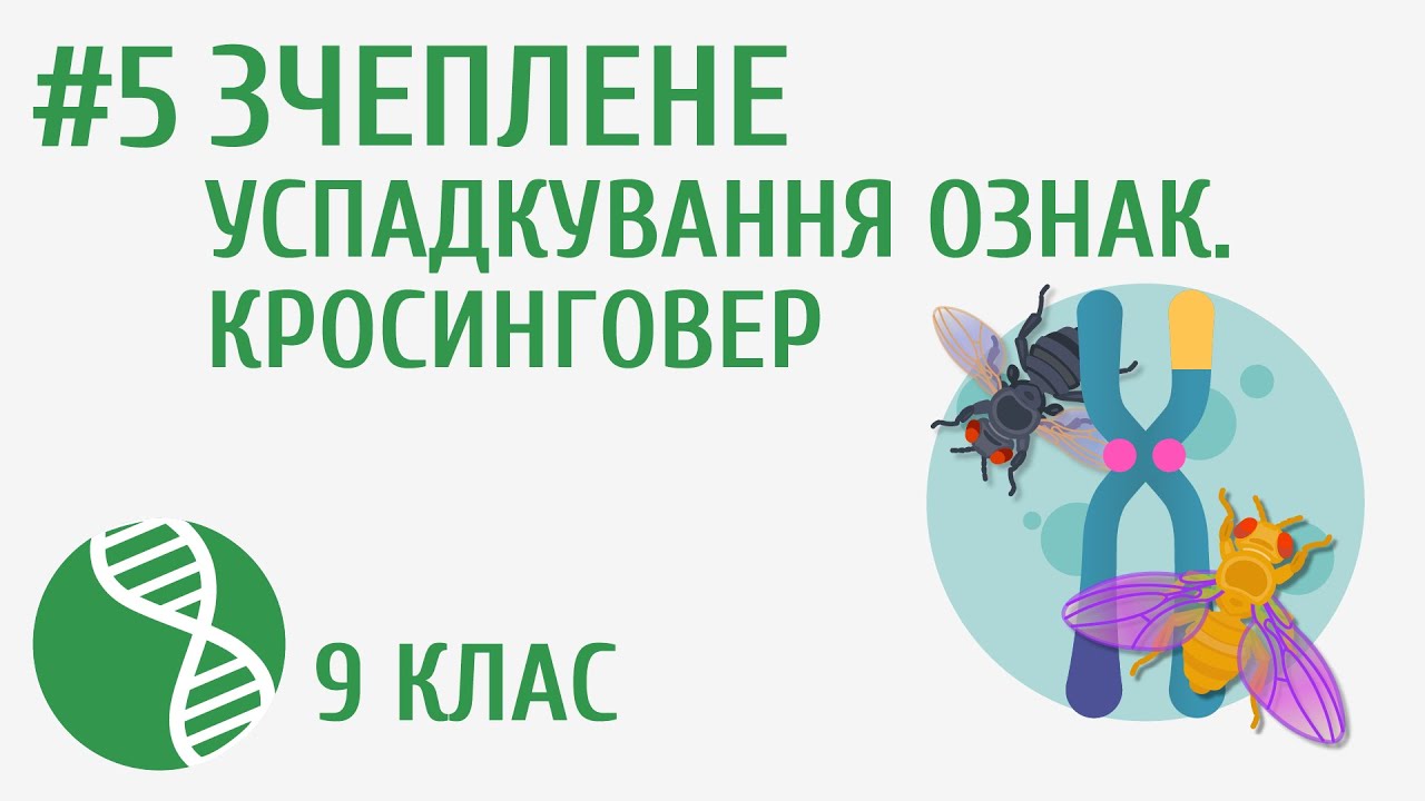 Зчеплене успадкування ознак #5