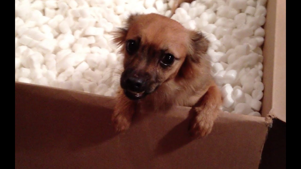 PUPPY UNBOXING