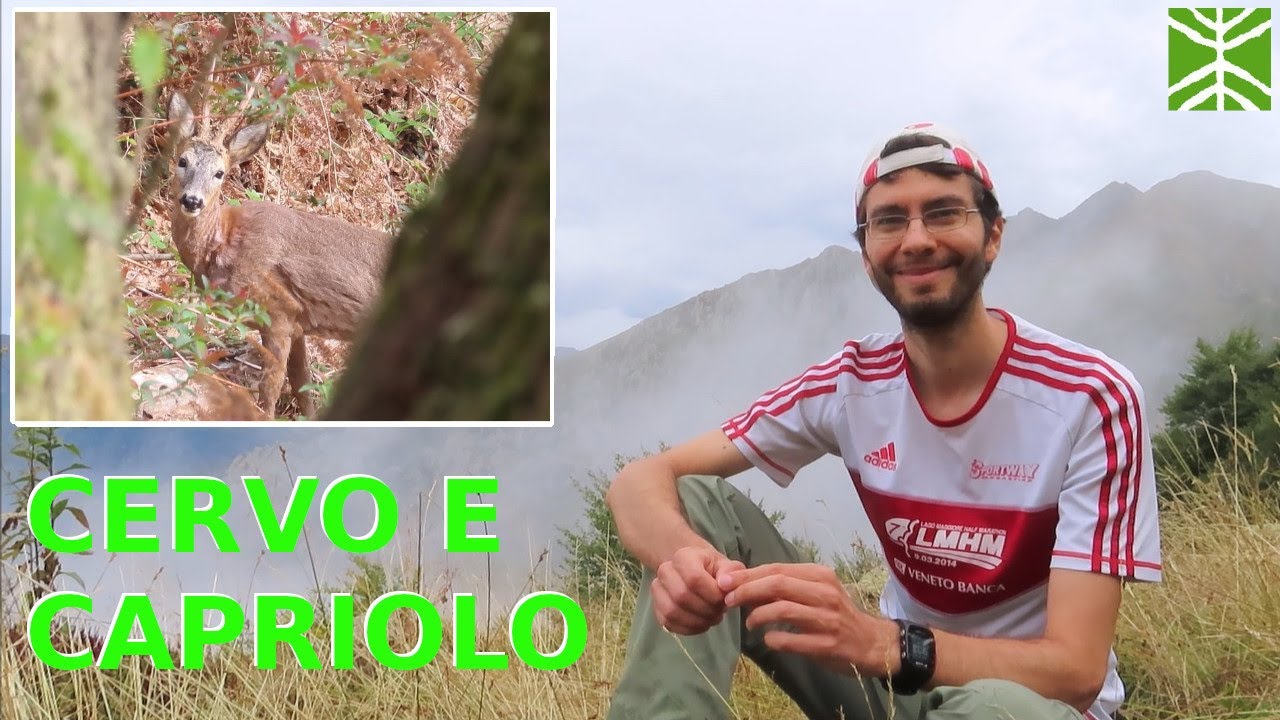 Animali in Val Grande ep. 08 - Cervo e Capriolo