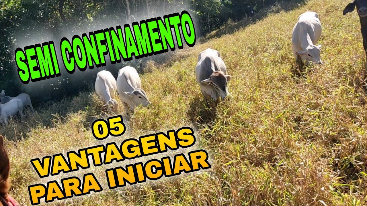 O SEGREDO DO SEMI CONFINAMENTO DE SUCESSO | O QUE É SEMI CONFINAMENTO E 5 DICAS