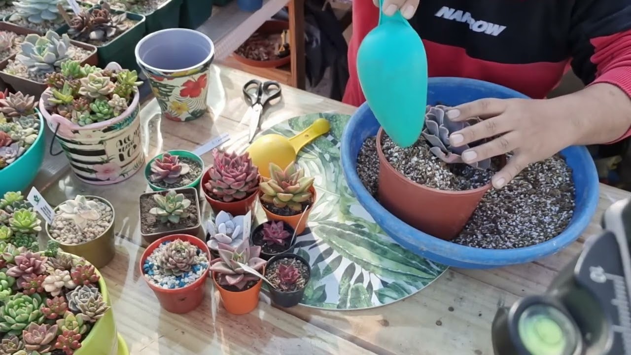Trasplante de sucus