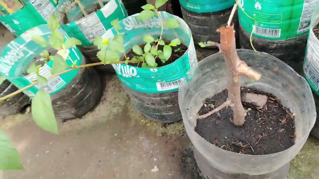 magdidilig ako ng aking tanim na gulay.... 