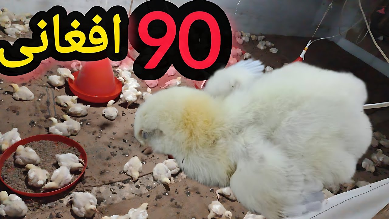 مشکلات مرغداری‌ گوشتی در افغانستان‌ هر جوجه 90افغانی 😰