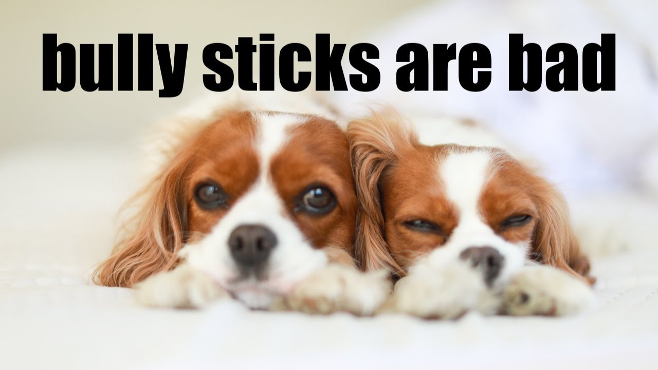 BULLY STICKS ARE DANGEROUS // A dog mom rant