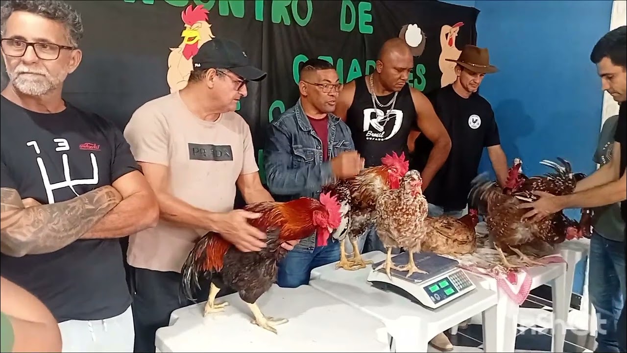 Primeiro encontro de criadores de Galinhas  balão  (Gsb) em Boa Vista, SG .