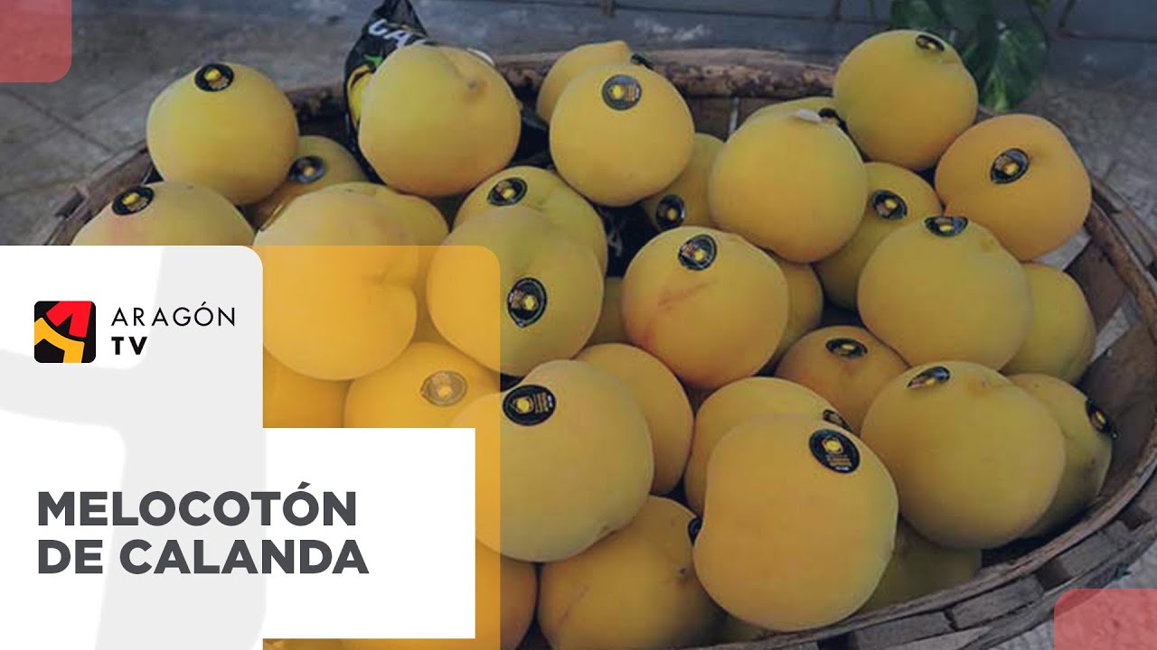 Así se cultiva el melocotón de Calanda