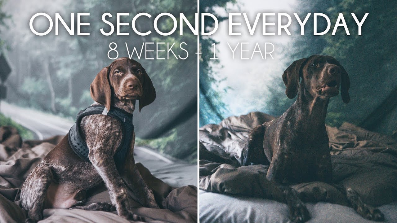 Floyd the German Shorthaired Pointer Puppy Growing Up (8 Weeks to 1 Year) | One Second Everyday