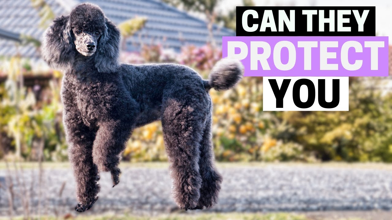 Can Poodles be Guard Dogs?