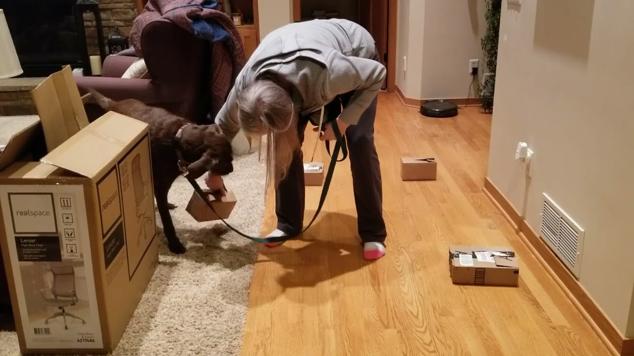 Funny HD Search - Scarlette Gets Her Foot Stuck In A Box and Looks For Help