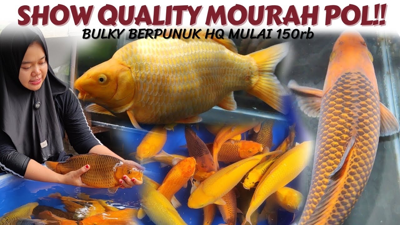 Super Punuk❗ Stok Sangat Terbatas | Isa Koi Blitar