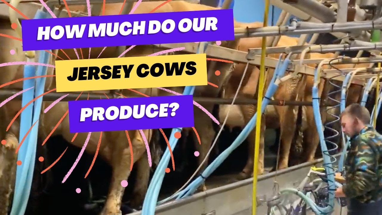 Milk recording our Jersey cows  🇯🇪🐄