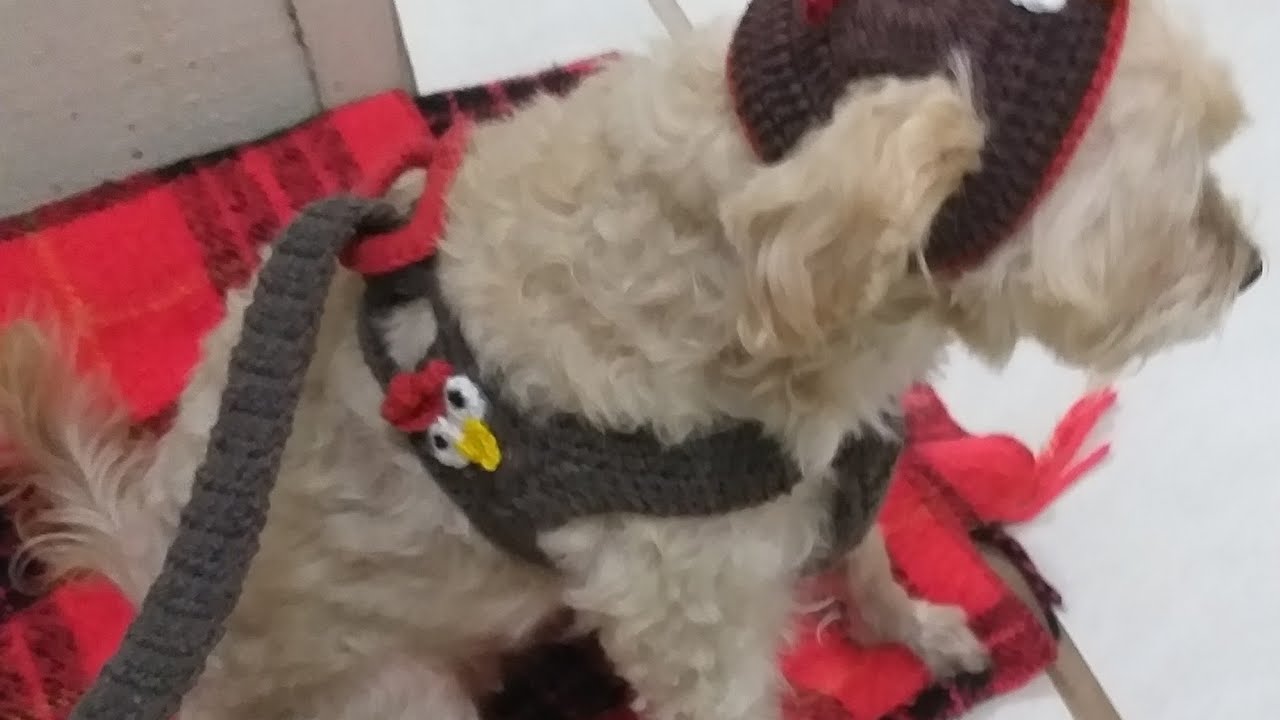 guia para o peitoral pet
