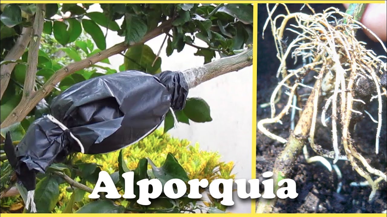 Alporquia -  Como Propagar Árvores por Alporque