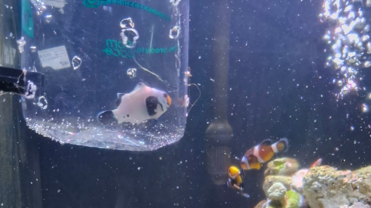 Dois peixes palhaços fêmeas no mesmo aquário #aquariomarinho #reef