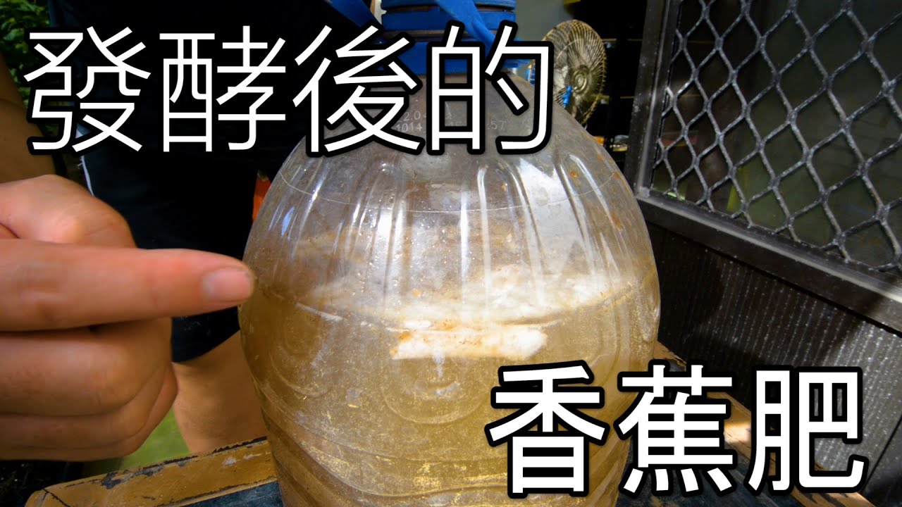 有機肥5| 水果| 香蕉發酵一個月後的樣子