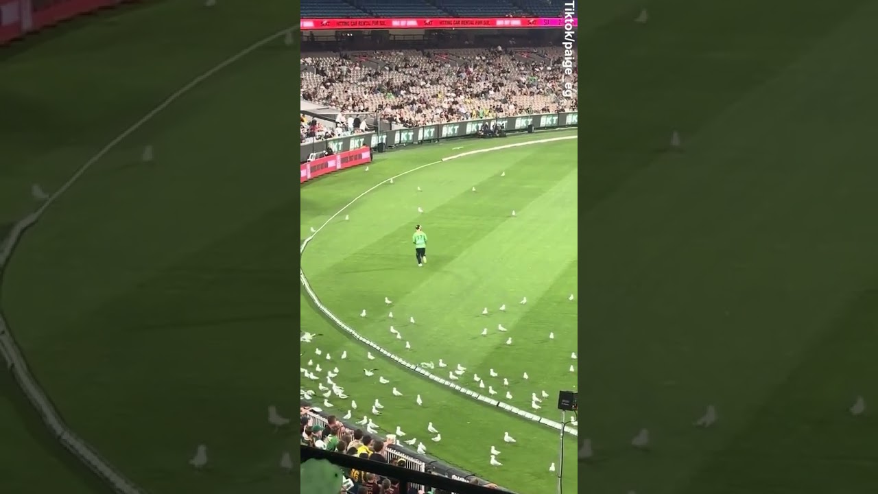 Shocking moment as a seagull is hit with a cricket ball mid game