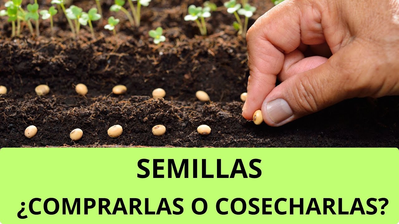 SEMILLAS: ¿Comprarlas o cosecharlas? #huertourbano #huerto #permacultura
