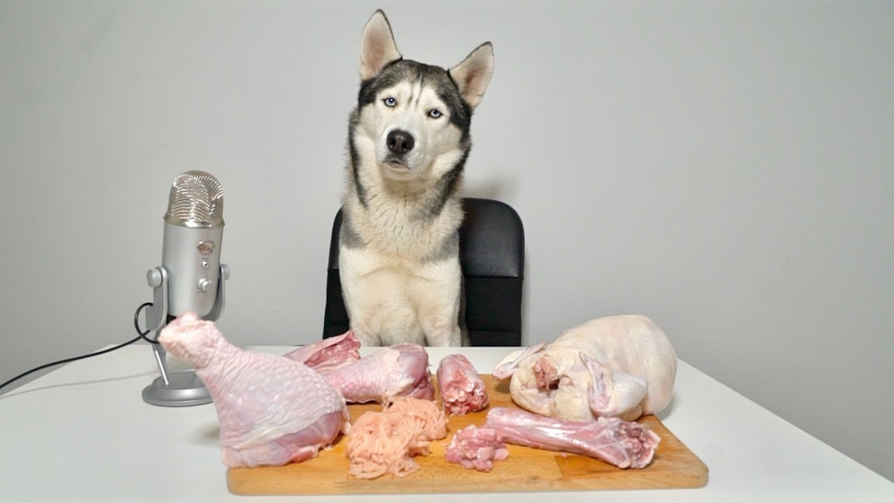 ASMR Husky Reviewing RAW Turkey Meat Parts!