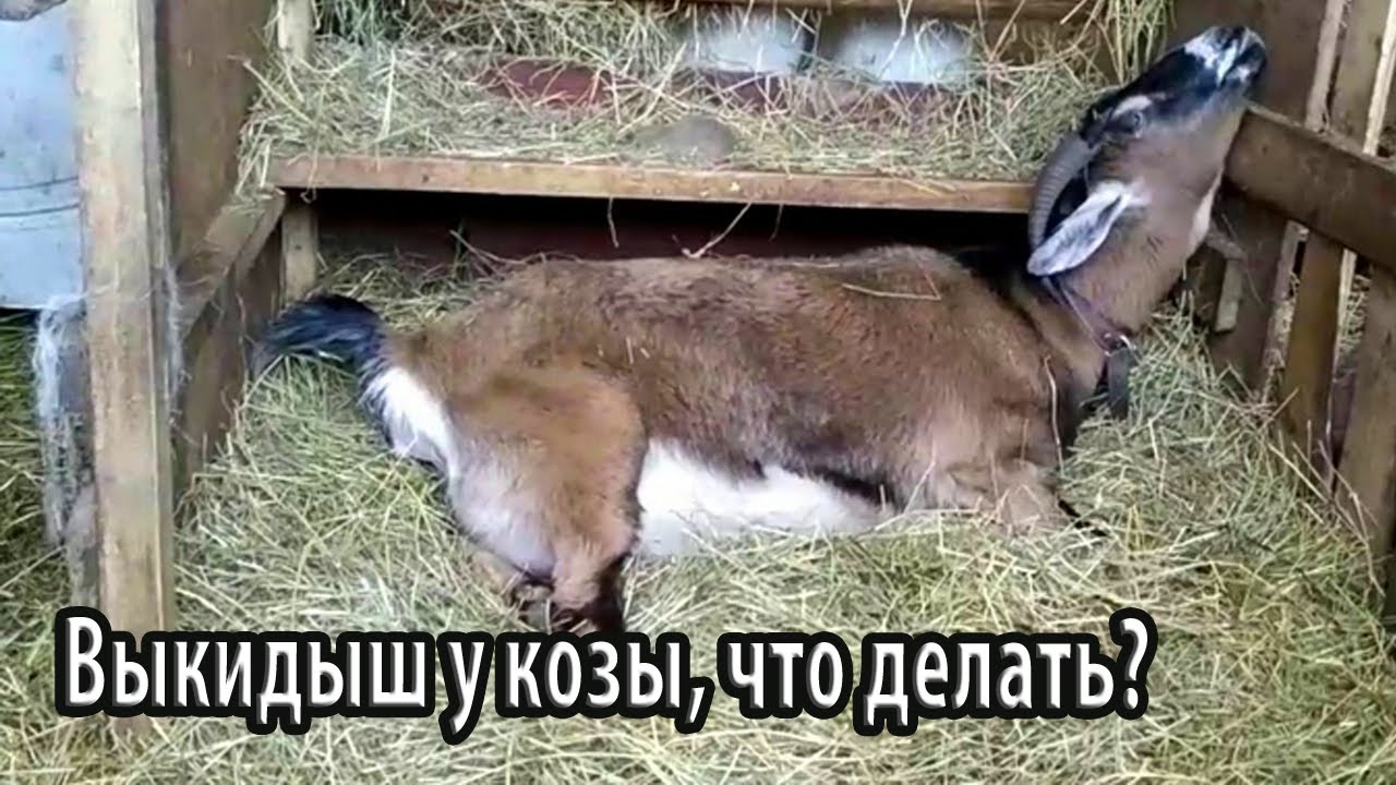 Выкидыш у домашней козы что делать?
