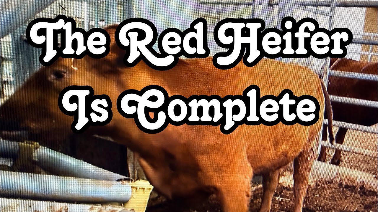 The Red Heifer Is Complete