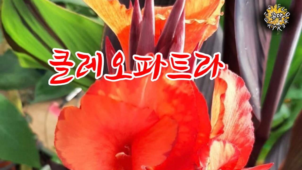 무늬 물칸나 클레오파트라/ 서리꽃