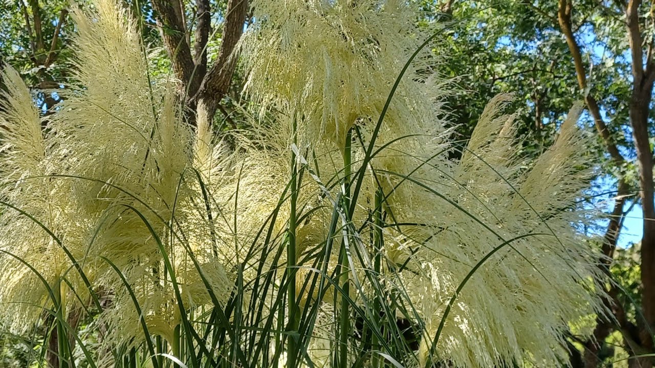 Cortadeira selloana, plumeros de la Pampa, carrizos - Las plantas de Teresa